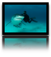collage image title